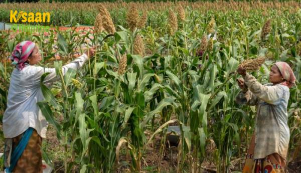 असम के छात्रों ने अपनी फसलों, खेतों को स्मार्ट तरीके से प्रबंधित करने के लिए किसानों के लिए एआई-आधारित मोबाइल ऐप विकसित किया है